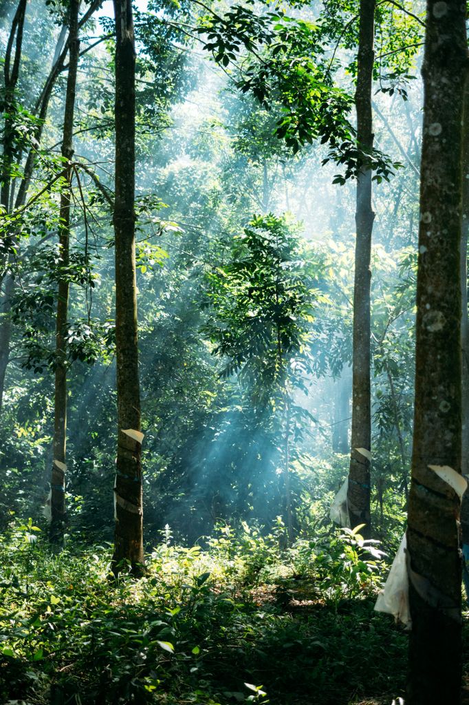 Lichter Wald als Symbol für Gerechtigkeit, Orientierung und innere Balance.